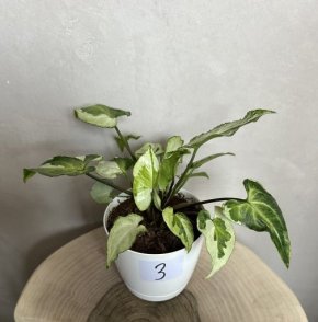 Syngonium Three Kings