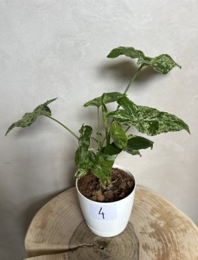 Syngonium Mojito