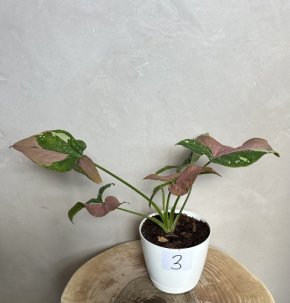 Syngonium RedSpot Tricolor