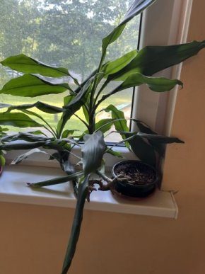 Dracena Elegans