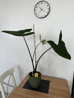 Alocasia zebrina black stem