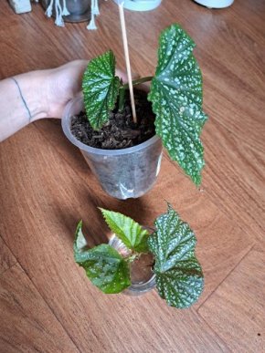Begonia Maculata Raddi SET
