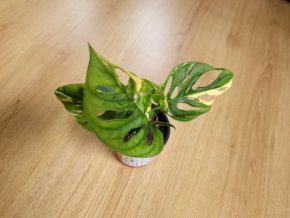 Monstera adansonii Variegata 1