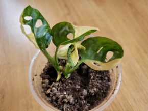 Monstera adansonii Variegata 2