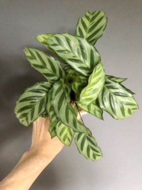 calathea Freddie