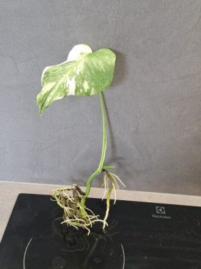 Monstera albo variegata 2