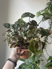 IMG_0404.jpeg