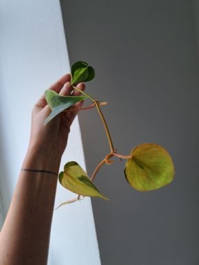 Philodendron řízek
