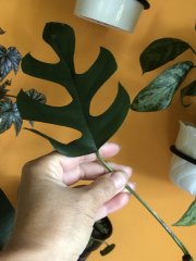 IMG_5266.jpeg