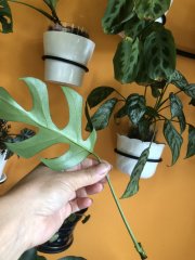 IMG_5265.jpeg