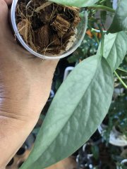 IMG_5210.jpeg