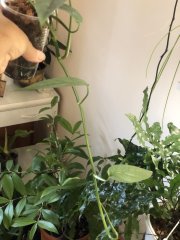 IMG_5209.jpeg