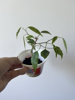 Ficus benjamin
