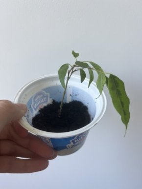 Ficus benjamin