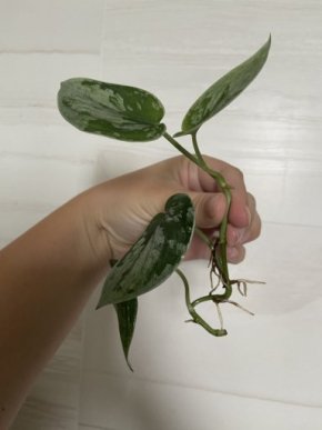 Scindapsus Silvery ann