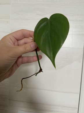Philodendron scandens