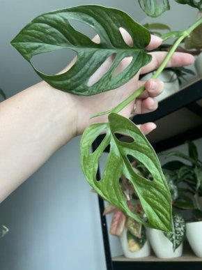 Monstera adansonii mint