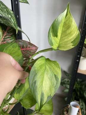 Epipremnum Manjula Gold