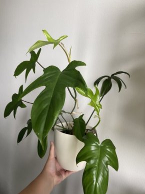 Philodendron Florida green