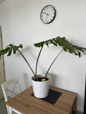 Monstera deliciosa