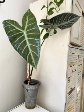 Alocasia longiloba - veliká dospělá rostlina 0,8 m