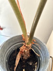 IMG_3167.jpeg