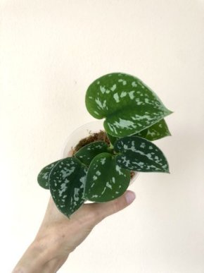 Scindapsus argyrareus