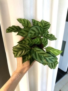 calathea Freddie