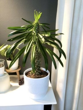pachypodium lamerei