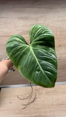 philodendron gloriosum