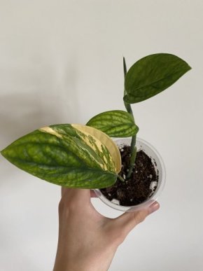 Monstera Karstenianum Peru Variegata, Jeden List, Kořenící řízek, s Květináčem a Podtáckem Kopie