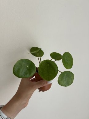 Pilea