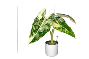 Opěrná tyčka - průměr 8 mm PlantScraper