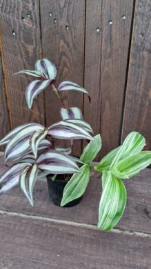 Tradescantia zebrina + albovittata (voděnka)