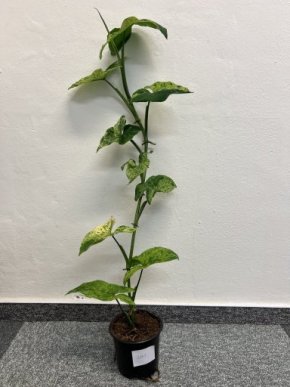 Syngonium Mojito