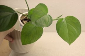 Epipremnum aureum Manjula gold
