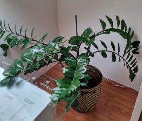 Zamioculcas zamiifolia