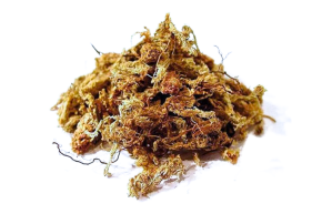 Sphagnum Moss - rašeliník do tyčí PlantScraper