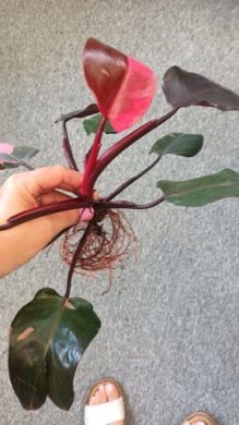 Philodendron pink princes
