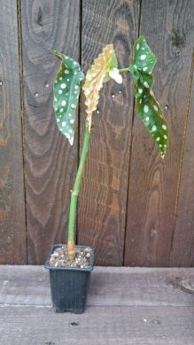 Begonia maculata
