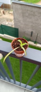 Zelenec (Spider plant)