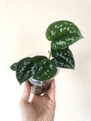 Scindapsus argyrareus