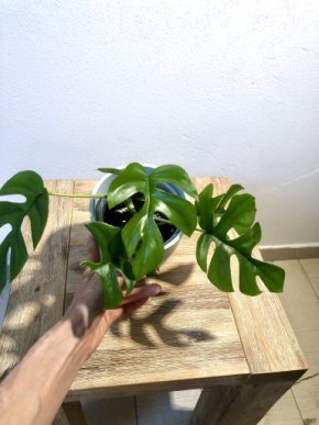 Monstera