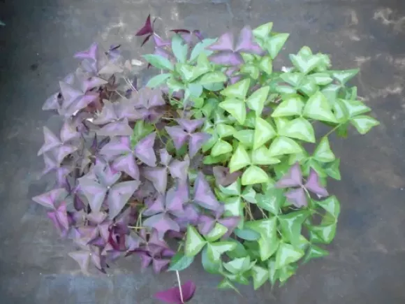 DSCN5942.webp