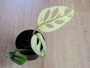 Monstera adansonii Variegata