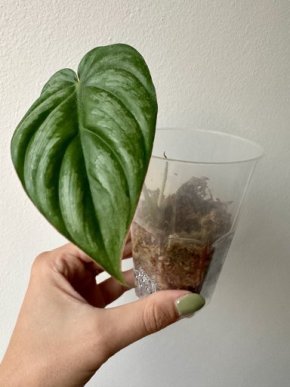 Philodendron pastazanum silver