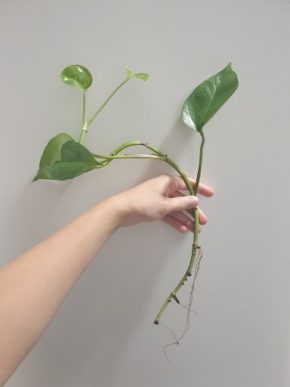 Velký řízek epipremnum aureum