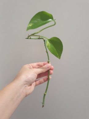 Řízek epipremnum aureum