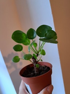 Pilea peperomioides