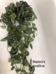 IMG_2264.jpeg